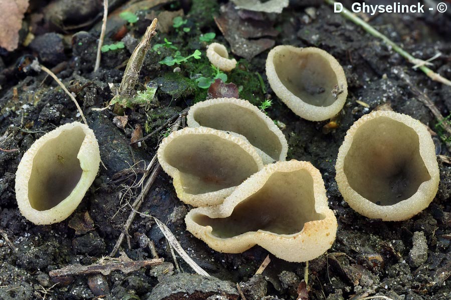 Peziza succosa (Paragalactina succosa, Aleuria succosa, Galactinia succosa, Plicaria succosa)